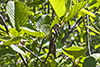 speckled alder