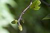 speckled alder