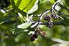 speckled alder