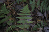 spinulose wood fern