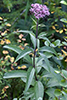 spotted Joe Pye weed