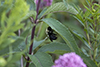 spotted Joe Pye weed