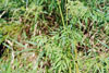 spotted water hemlock