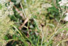 spotted water hemlock