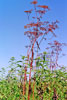 spotted water hemlock
