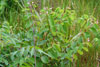 spreading dogbane 