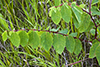 spreading dogbane 