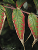 staghorn sumac