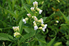 starry campion