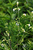 starry campion