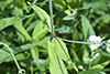 starry campion