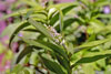 starry false Solomon’s seal