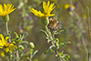 stiffleaf false golden aster