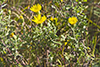 stiffleaf false golden aster