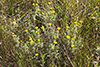 stiffleaf false golden aster