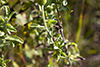 stiffleaf false golden aster