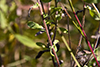 stiffleaf false golden aster