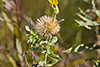 stiffleaf false golden aster
