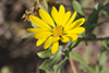 stiffleaf false golden aster