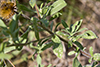stiffleaf false golden aster