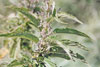 stinging nettle