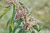 stinging nettle