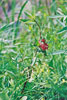 swamp milkweed