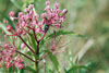 swamp milkweed