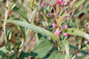 swamp milkweed