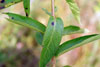 swamp milkweed