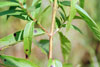 swamp milkweed