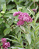 swamp milkweed