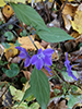 tall bellflower