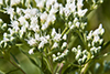 tall boneset
