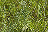 tall boneset