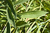 tall boneset