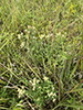 tall boneset