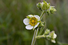 tall cinquefoil