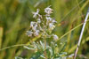 tall meadow rue