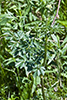 tall meadow rue