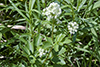 tall meadow rue