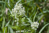 tall meadow rue