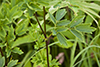 tall meadow rue