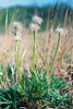 thinleaf cottonsedge