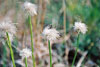 thinleaf cottonsedge