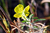 toothed evening primrose