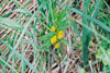 tufted loosestrife