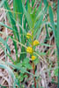 tufted loosestrife