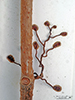 Virginia creeper