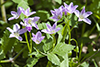 Virginia spring beauty